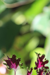 flower in the garden