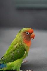 rainbow lorikeet on a branch