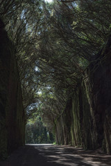 Magical place in the mountains of Anaga-deserted road. Tenerife. Canary Islands. Spain