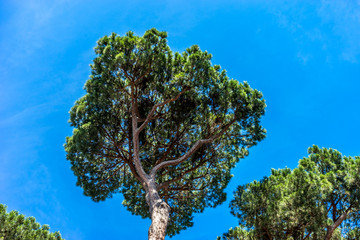 Italy, Rome, Roman Forum, a close up of a tree