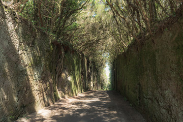Magical place in the mountains of Anaga-deserted road. Tenerife. Canary Islands. Spain