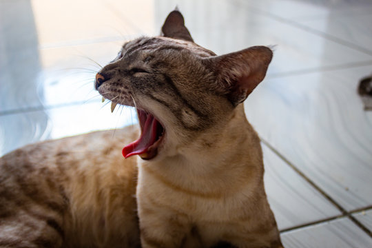 Meu gato