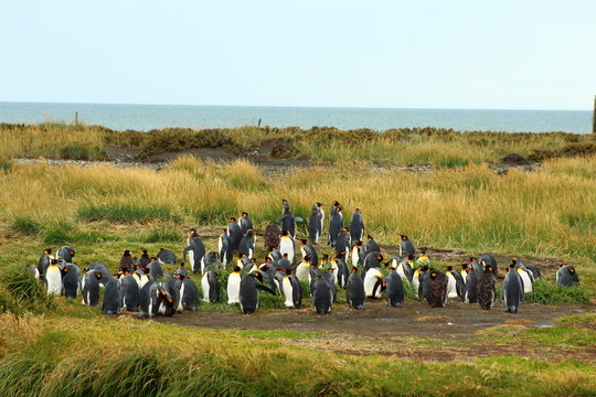 pinguim
