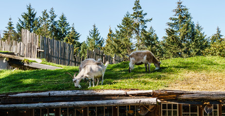 Goats on roof at Old Country Market on Vancouver island.