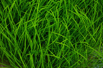 green rice background