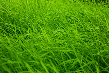 green rice background