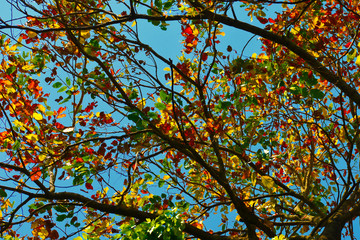 The colourful brunches of a tree on the occasion of Spring. creating a beautiful background.