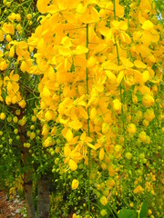 field of yellow flowers