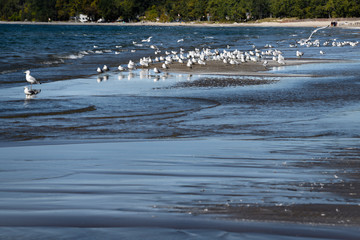 Pool tide sandbar waves with seagulls at Outlet Beach of Sandbanks Provincial Park in Prince Edward County on Lake Ontario