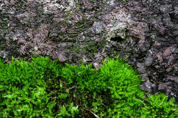 Green moss on a rock