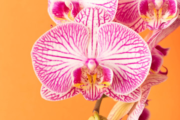 Fototapeta premium Beautiful Orchid flower. Close up. Orchid Bud.