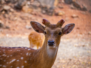 face deer close up have small horn brown fur with with dot and beautiful back eyes with blur background