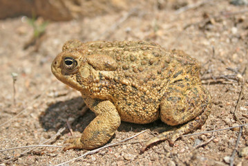 Woodhouse's Toad (Anaxyrus woodhousii)