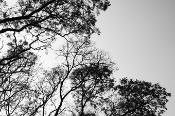 Looking up in Forest - Tree branches nature abstract - monochrome