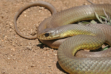 Western Yellow-bellied Racer Snake (Coluber constrictor mormon)