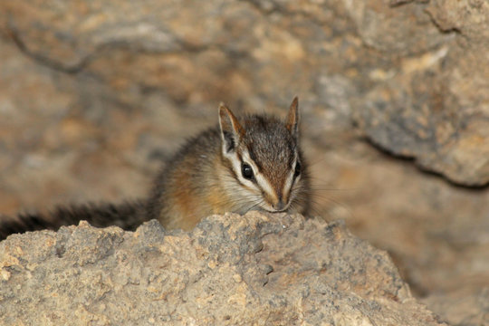 Cliff Chipmunk (Neotamias Dorsalis)