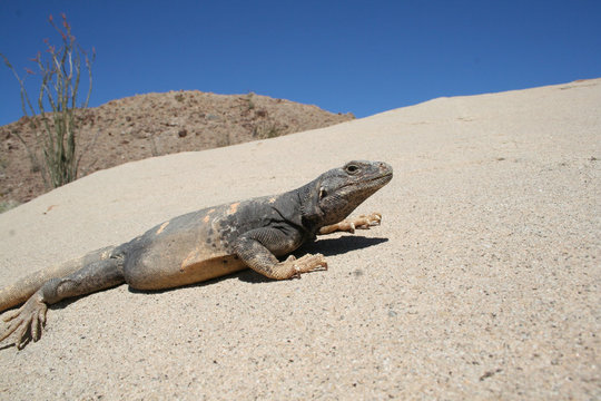 Male Common Chuckwalla Lizard (Sauromalus ater)