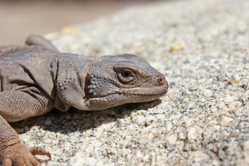 Close up of a Common Chuckwalla Lizard (Sauromalus ater)