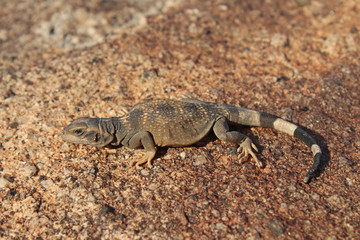 Common Chuckwalla Lizard (Sauromalus ater)