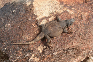Chuckwalla Lizard (Sauromalus ater)