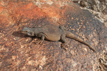 Common Chuckwalla (Sauromalus ater)