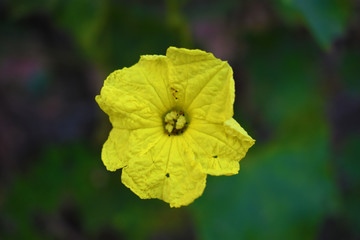 a beautiful yellow flower isolated on dark background.