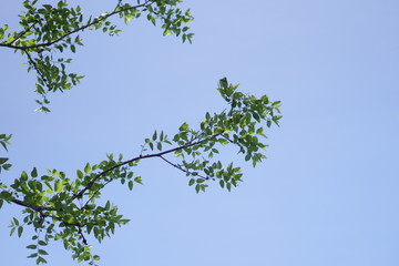 新緑と青空