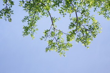 新緑と青空