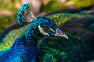 Close up of a Peacock