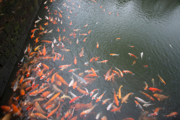 koi fish in pond