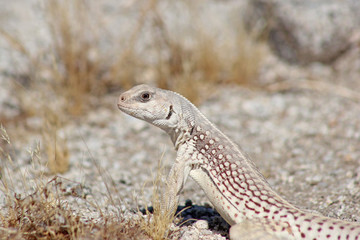 Close up of a Desert Iguana (Dipsosaurus dorsalis)