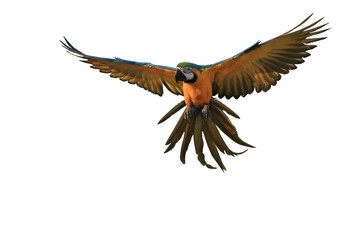Flying yellow parrot, white background.