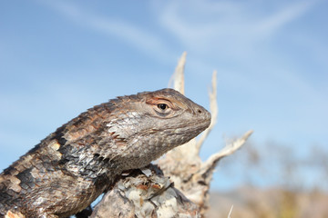 Desert Spiny Lizard (Sceloporus magister) closeup