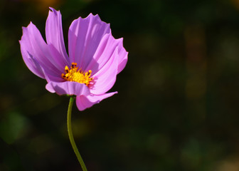 Fototapeta premium Cosmos flower (Cosmos Bipinnatus) with blurred background