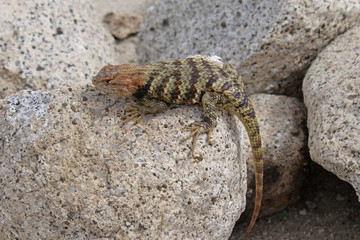 Desert Spiny Lizard (Sceloporus magister)