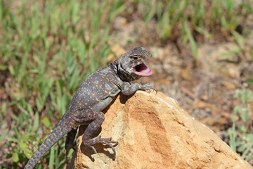 Eastern Collared Lizard (Crotaphytus collaris)