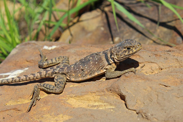 Eastern Collared Lizard - Femaie  (Crotaphytus collaris)