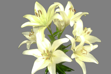 bouquet white lilies  isolated on gray background