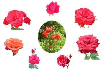 collage of roses on white background