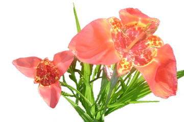 bouquet pink three-petal lilies  isolated on white background