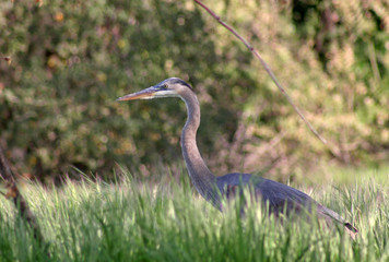 Great Blue Heron (Ardea herodias)