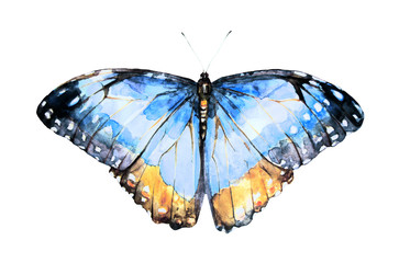 beautiful blue butterfly,watercolor,isolated on a white