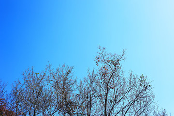 branches of a tree against blue sky