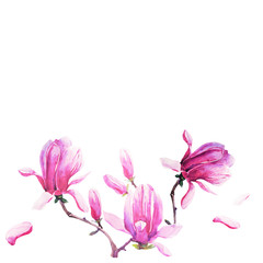 magnolia branch, beautiful pink  flowers, flowers isolated on a white background, vintage