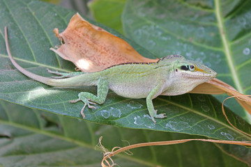 Green Anole (Anolis carolinensis )
