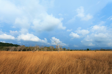 tree in the field