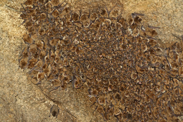 California Myotis Bats  (Myotis californicus) Colony