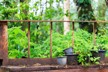 watering can in garden