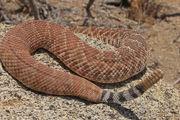Red Diamond Rattlesnake Tail 