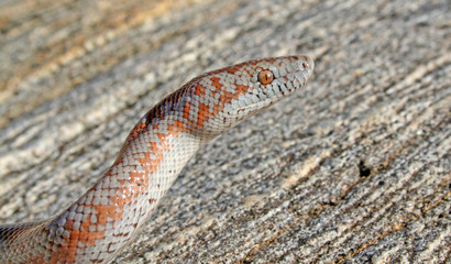 Rosy Boa (Lichanura orcutti) Closeup